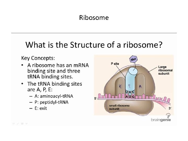 Ribosome 