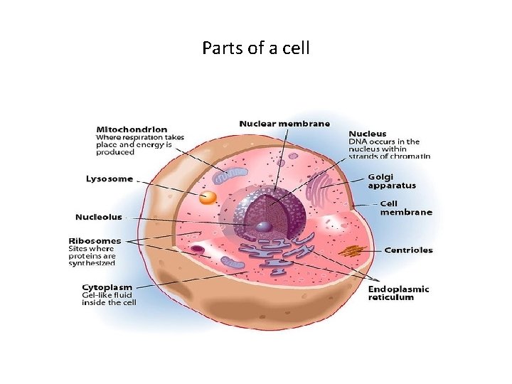 Parts of a cell 