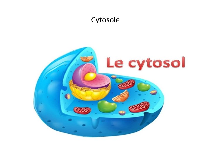 Cytosole 