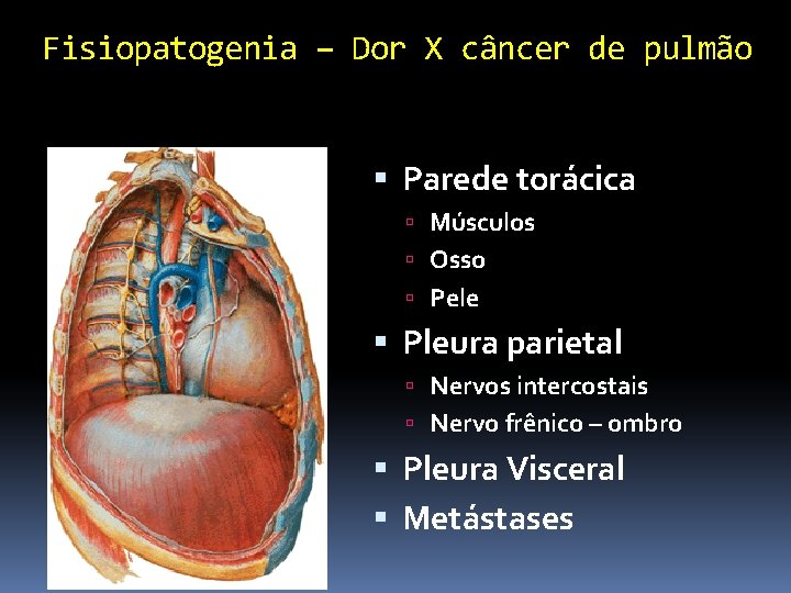 Fisiopatogenia – Dor X câncer de pulmão Parede torácica Músculos Osso Pele Pleura parietal