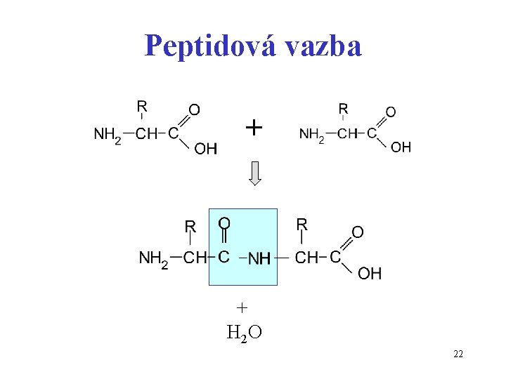 Peptidová vazba + + H 2 O 22 