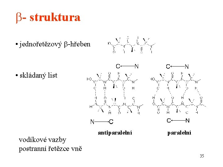 b- struktura • jednořetězový b-hřeben • skládaný list vodíkové vazby postranní řetězce vně antiparalelní