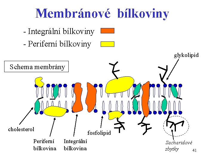 Membránové bílkoviny - Integrální bílkoviny - Periferní bílkoviny glykolipid Schema membrány cholesterol Periferní bílkovina