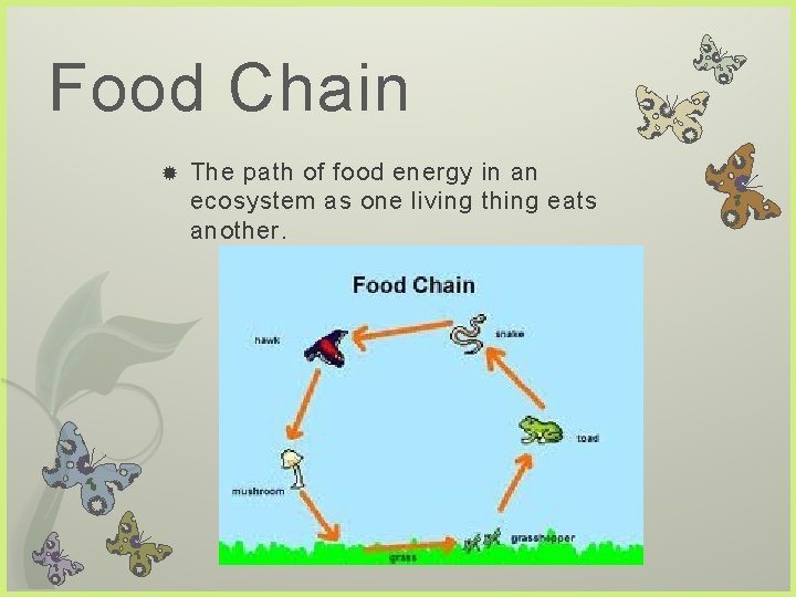 Food Chain The path of food energy in an ecosystem as one living thing Food Chain The path of food energy in an ecosystem as one living thing