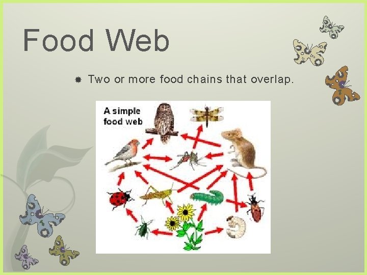 Food Web Two or more food chains that overlap.  Food Web Two or more food chains that overlap.