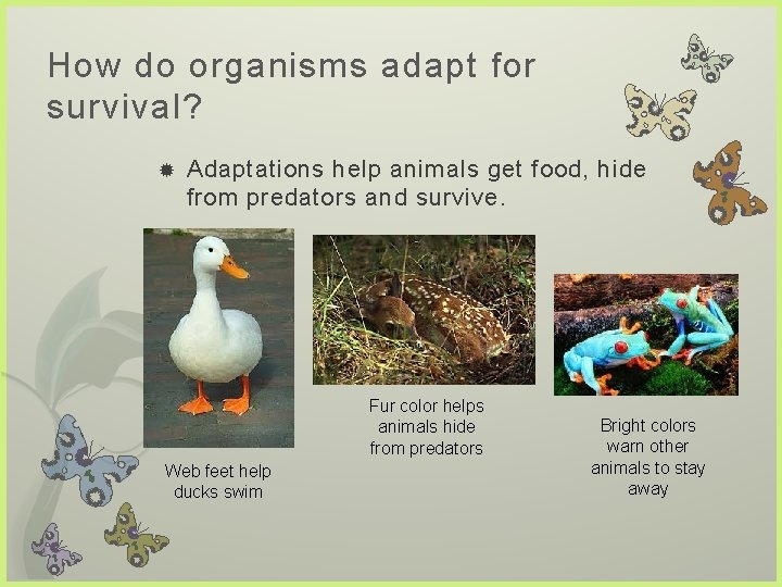 How do organisms adapt for survival? Adaptations help animals get food, hide from predators How do organisms adapt for survival? Adaptations help animals get food, hide from predators