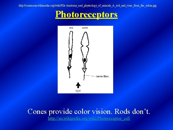 http: //commons. wikimedia. org/wiki/File: Anatomy_and_physiology_of_animals_A_rod_and_cone_from_the_retina. jpg Photoreceptors Cones provide color vision. Rods don’t. http: