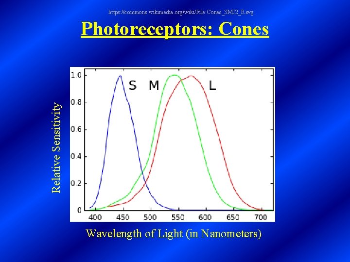 https: //commons. wikimedia. org/wiki/File: Cones_SMJ 2_E. svg Relative Sensitivity Photoreceptors: Cones Wavelength of Light