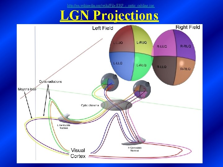 http: //en. wikipedia. org/wiki/File: ERP_-_optic_cabling. jpg LGN Projections 