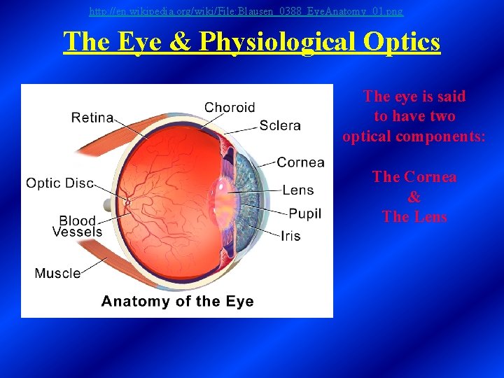 http: //en. wikipedia. org/wiki/File: Blausen_0388_Eye. Anatomy_01. png The Eye & Physiological Optics The eye