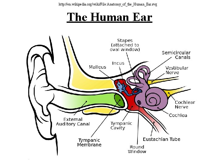 http: //en. wikipedia. org/wiki/File: Anatomy_of_the_Human_Ear. svg The Human Ear 
