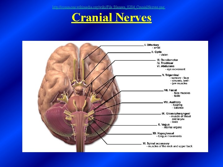 http: //commons. wikimedia. org/wiki/File: Blausen_0284_Cranial. Nerves. png Cranial Nerves 