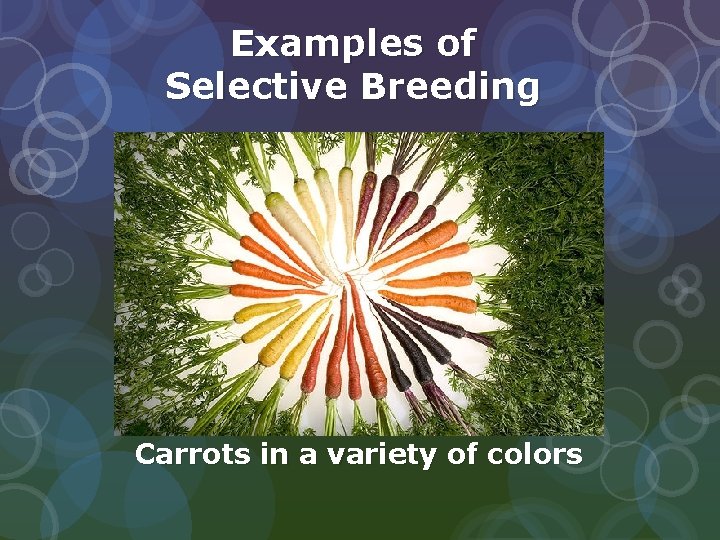 Examples of Selective Breeding Carrots in a variety of colors  Examples of Selective Breeding Carrots in a variety of colors