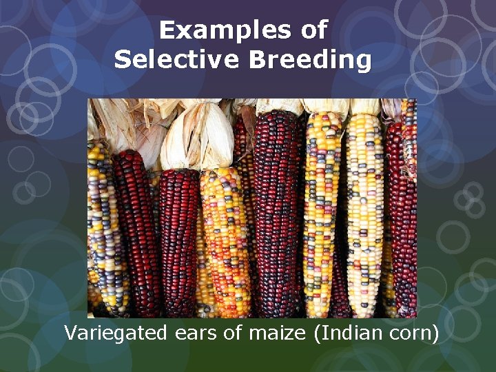 Examples of Selective Breeding Variegated ears of maize (Indian corn)  Examples of Selective Breeding Variegated ears of maize (Indian corn)