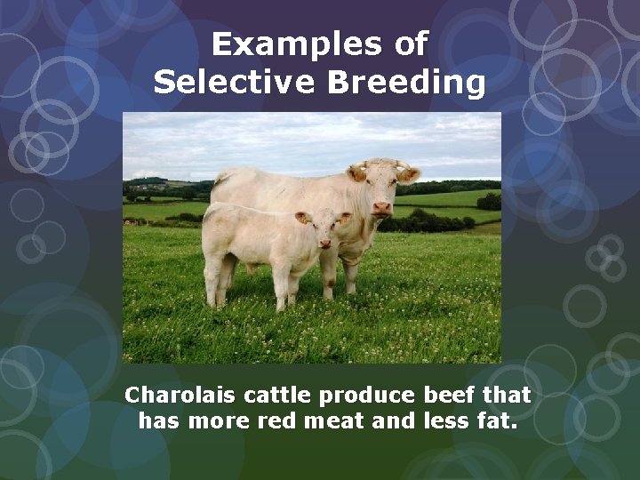 Examples of Selective Breeding Charolais cattle produce beef that has more red meat and Examples of Selective Breeding Charolais cattle produce beef that has more red meat and