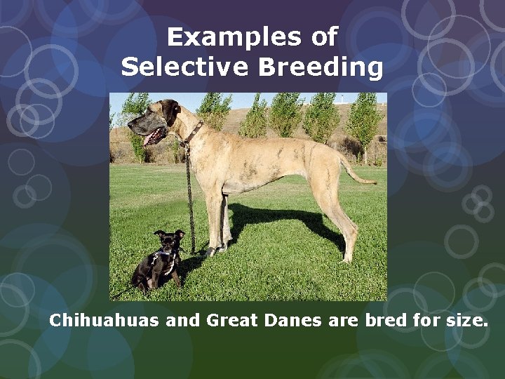 Examples of Selective Breeding Chihuahuas and Great Danes are bred for size.  Examples of Selective Breeding Chihuahuas and Great Danes are bred for size.