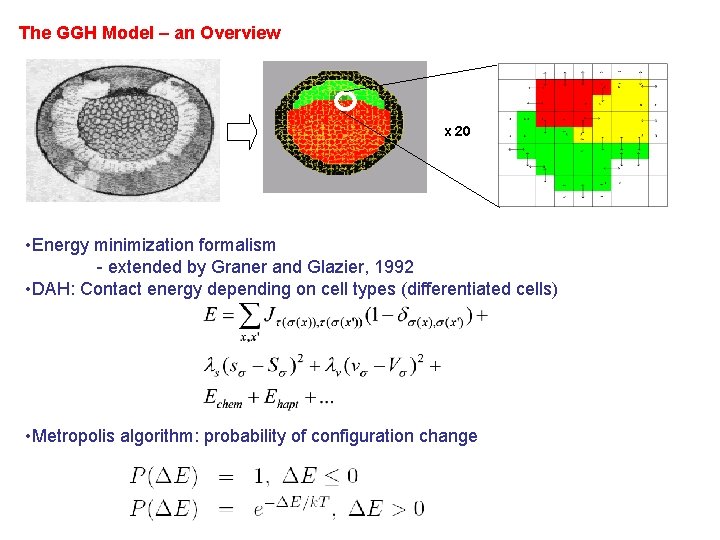 The GGH Model – an Overview x 20 • Energy minimization formalism - extended