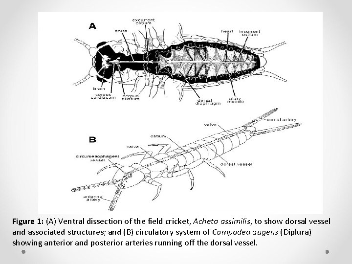 Figure 1: (A) Ventral dissection of the field cricket, Acheta assimilis, to show dorsal