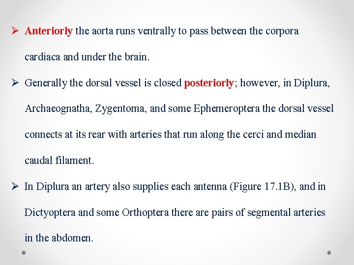 Ø Anteriorly the aorta runs ventrally to pass between the corpora cardiaca and under