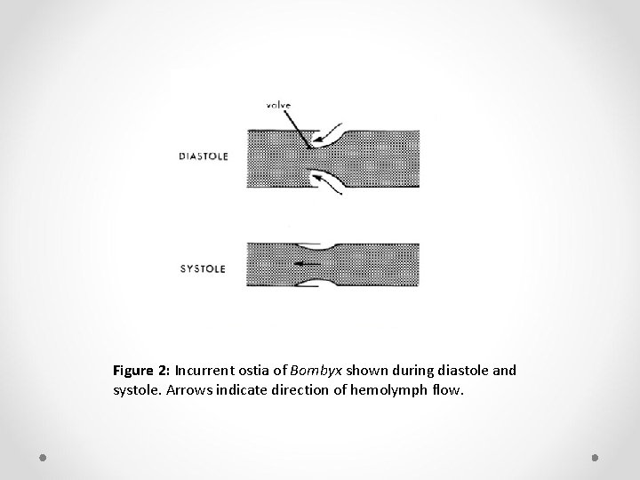 Figure 2: Incurrent ostia of Bombyx shown during diastole and systole. Arrows indicate direction