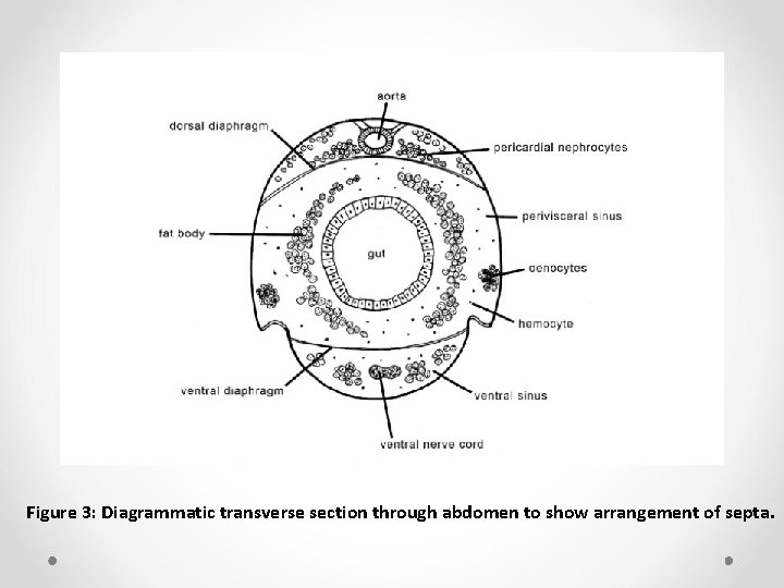 Figure 3: Diagrammatic transverse section through abdomen to show arrangement of septa. 