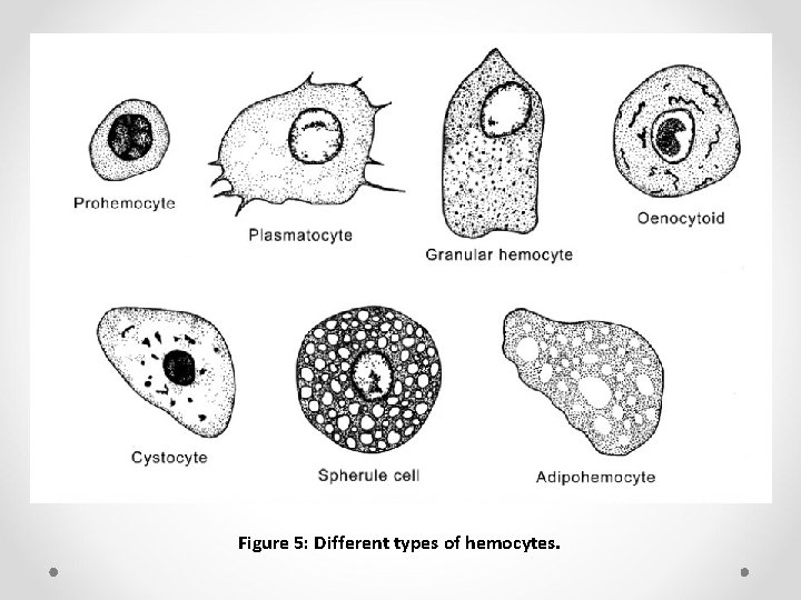 Figure 5: Different types of hemocytes. 