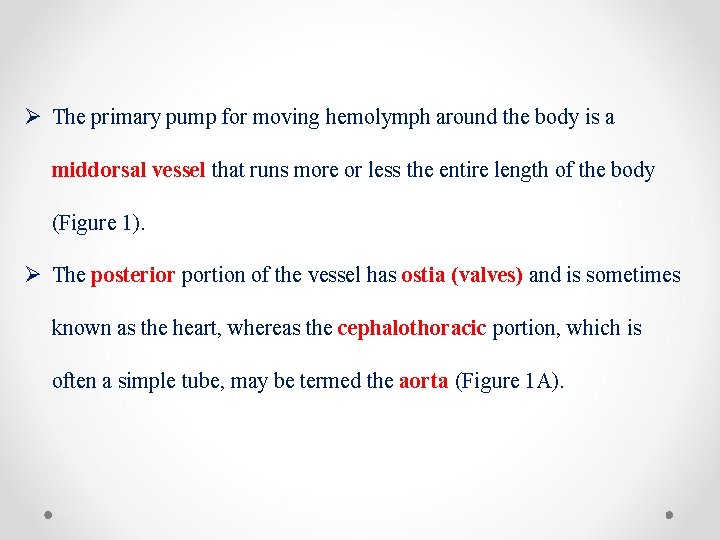 Ø The primary pump for moving hemolymph around the body is a middorsal vessel