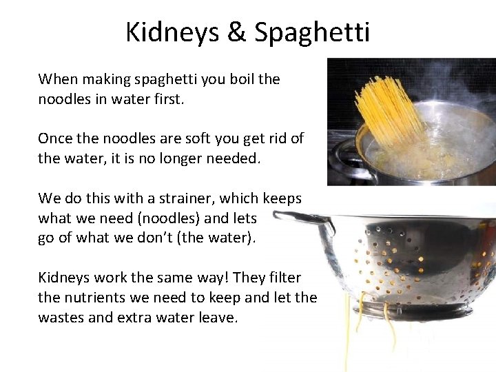 Kidneys & Spaghetti When making spaghetti you boil the noodles in water first. Once