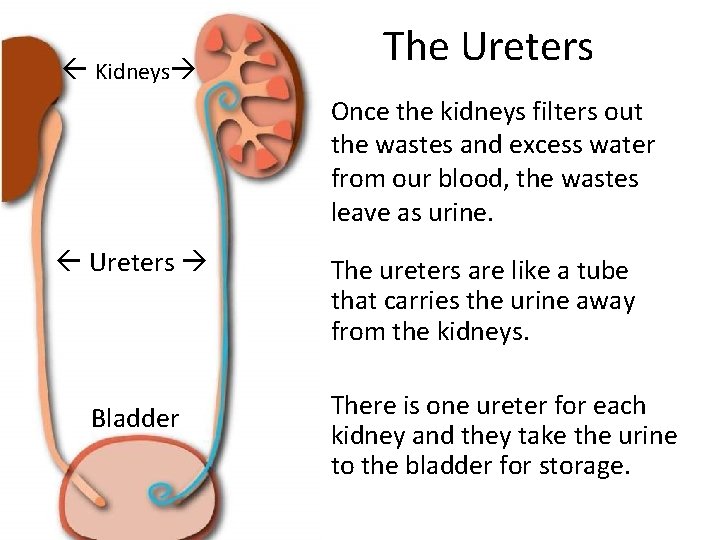  Kidneys The Ureters Once the kidneys filters out the wastes and excess water