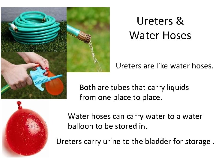 Ureters & Water Hoses Ureters are like water hoses. Both are tubes that carry