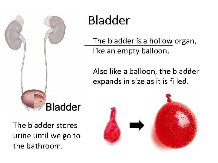 Bladder The bladder is a hollow organ, like an empty balloon. Also like a