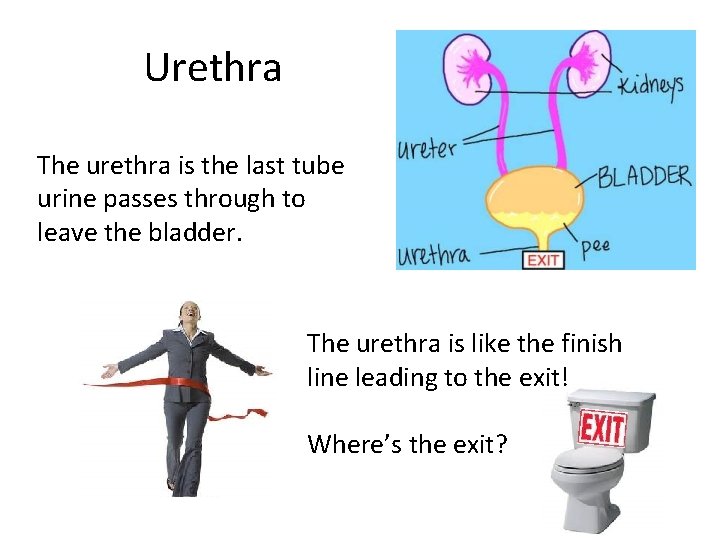 Urethra The urethra is the last tube urine passes through to leave the bladder.