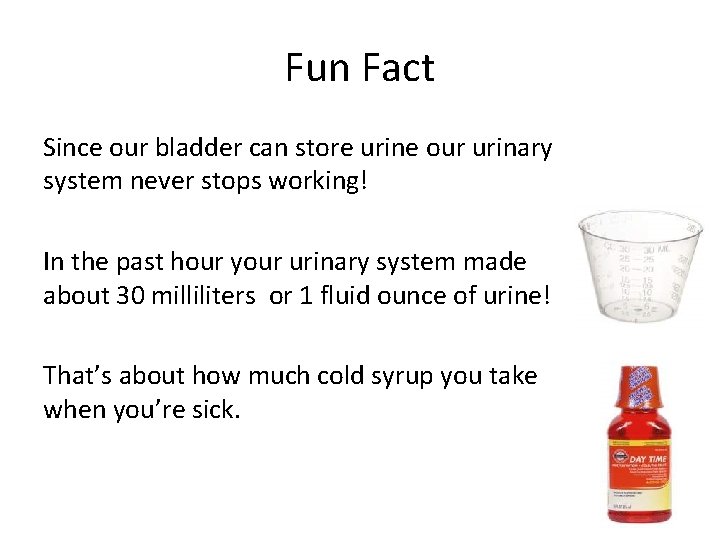 Fun Fact Since our bladder can store urine our urinary system never stops working!