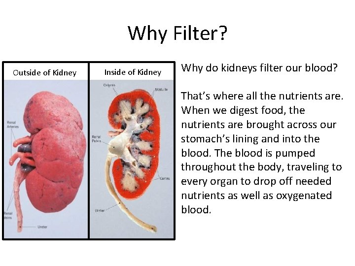 Why Filter? Outside of Kidney Inside of Kidney Why do kidneys filter our blood?