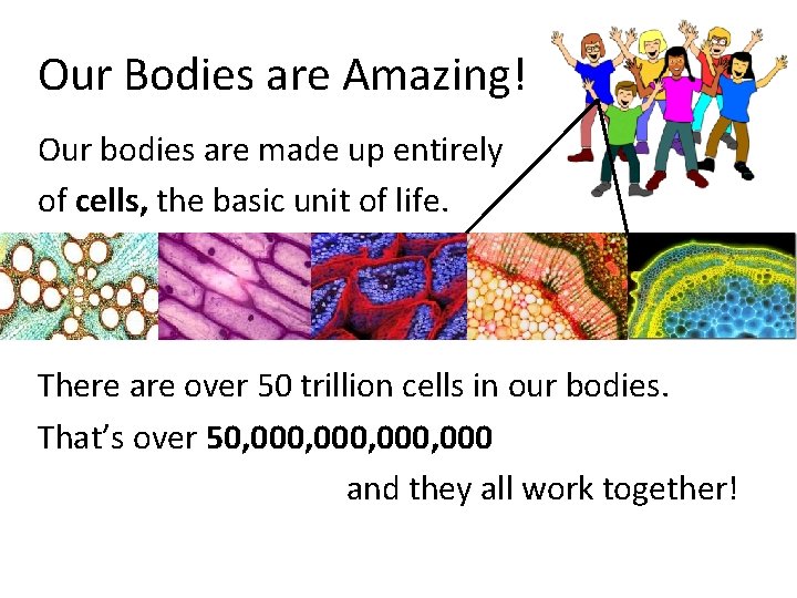 Our Bodies are Amazing! Our bodies are made up entirely of cells, the basic