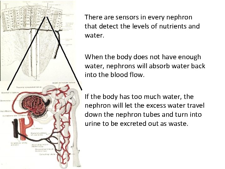 There are sensors in every nephron that detect the levels of nutrients and water.