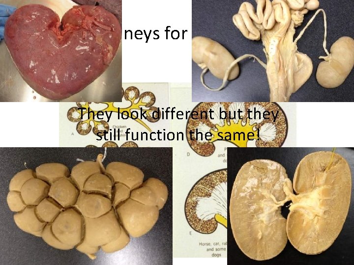 Different Kidneys for Different Animals They look different but they still function the same!