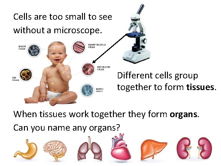 Cells are too small to see without a microscope. Different cells group together to