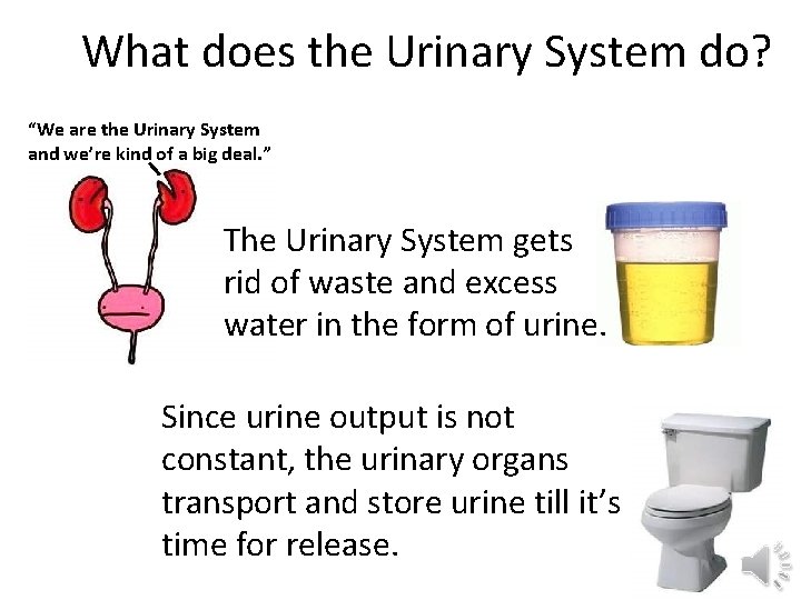 What does the Urinary System do? “We are the Urinary System and we’re kind