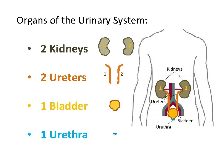 Organs of the Urinary System: • 2 Kidneys 1 • 2 Ureters 1 2
