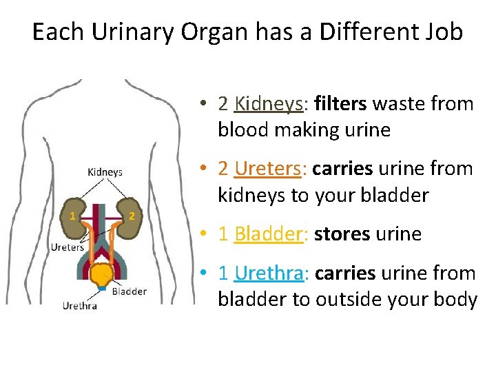 Each Urinary Organ has a Different Job • 2 Kidneys: filters waste from blood