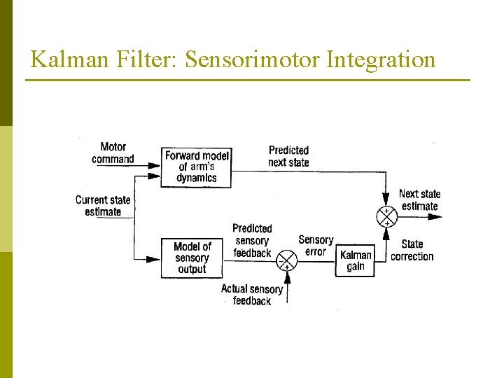 Kalman Filter: Sensorimotor Integration 