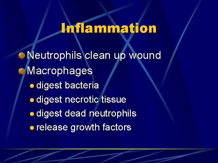 Inflammation Neutrophils clean up wound Macrophages l digest bacteria l digest necrotic tissue l