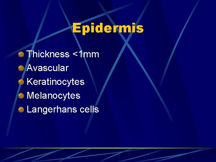 Epidermis Thickness <1 mm Avascular Keratinocytes Melanocytes Langerhans cells 