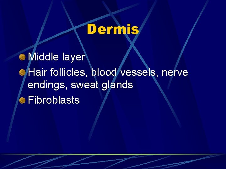Dermis Middle layer Hair follicles, blood vessels, nerve endings, sweat glands Fibroblasts 