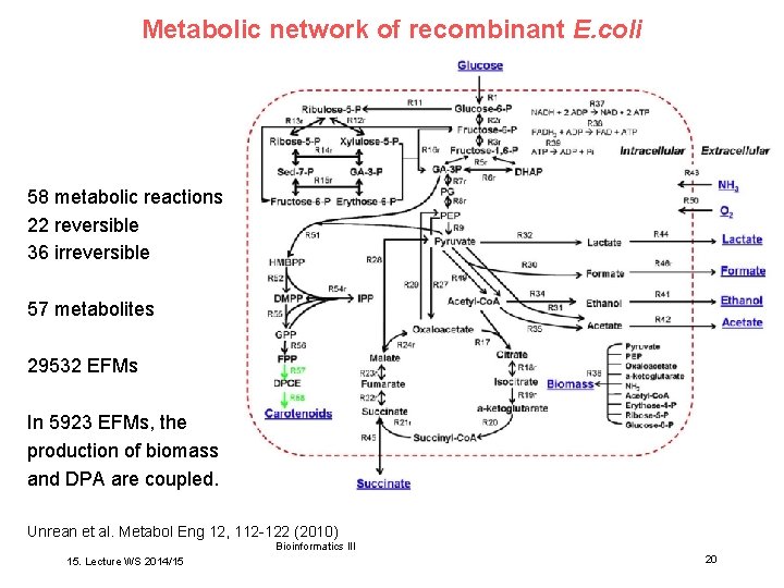 Metabolic network of recombinant E. coli 58 metabolic reactions, 22 reversible 36 irreversible 57