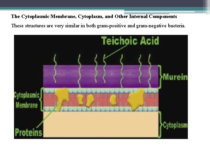 The Cytoplasmic Membrane, Cytoplasm, and Other Internal Components These structures are very similar in