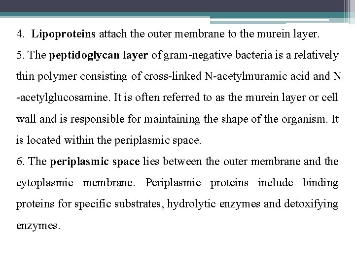 4. Lipoproteins attach the outer membrane to the murein layer. 5. The peptidoglycan layer