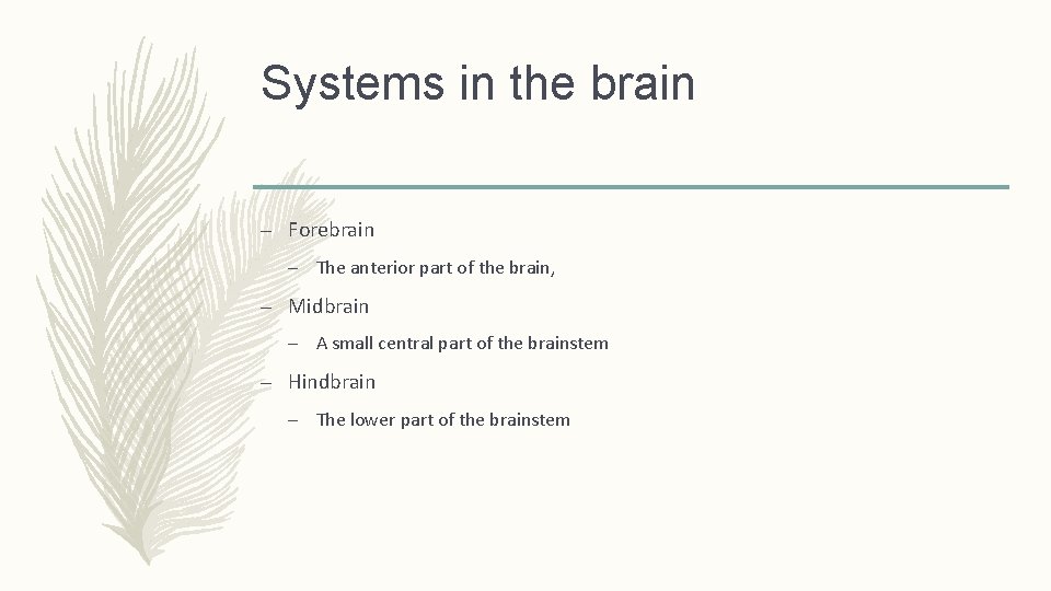 Systems in the brain – Forebrain – The anterior part of the brain, –