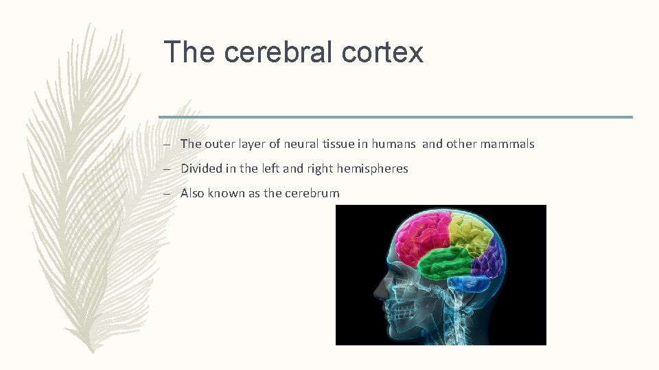 The cerebral cortex – The outer layer of neural tissue in humans and other